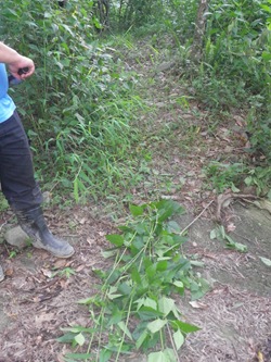 IMGP4670在山羊路的入口做記號