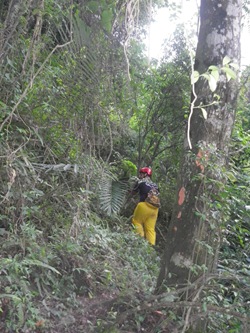 IMGP4671樹皮上的記號，跟黑熊學的，告訴來人，路在這裡