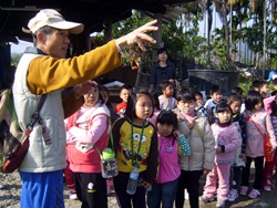 介紹有機甘蔗的長相IMG_0009