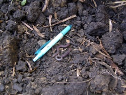 甘蔗園裡喜愛有機環境的蚯蚓IMG_0144