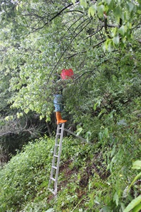 IMG_8314沒有矮化的梅子樹，需要搭梯子手採