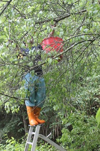 IMG_8317一支水桶加善攀爬的伸手是手採梅工人惟一配備