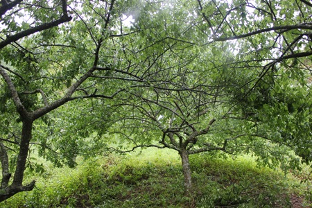 IMG_8331恣意伸展的梅子樹