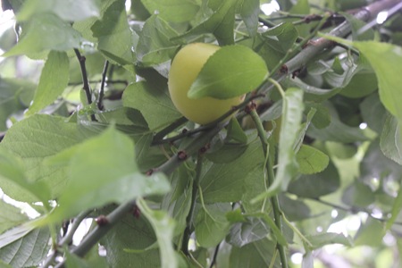 IMG_8336枝頭黃熟的青梅