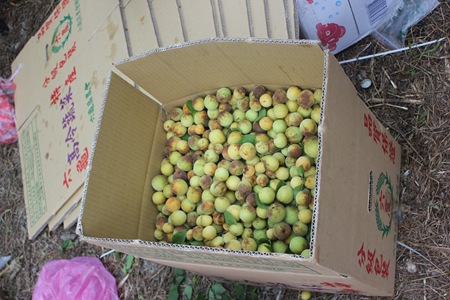 IMG_8363戴黑帽子的梅子，據說表示被黴菌感染，不能加工？