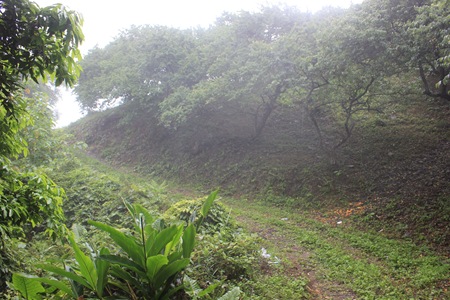 IMG_8381海拔1300公尺的梅園，你看得出來哪裏是路嗎？