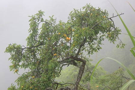 IMG_8384因為採收不及而任其枝頭黃熟的黃肉李