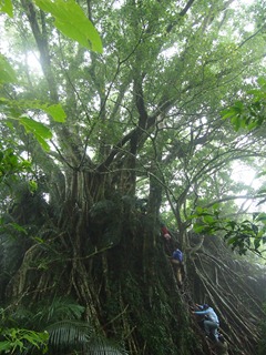 PB184974巒山森林博物館中匍匐前進的人門