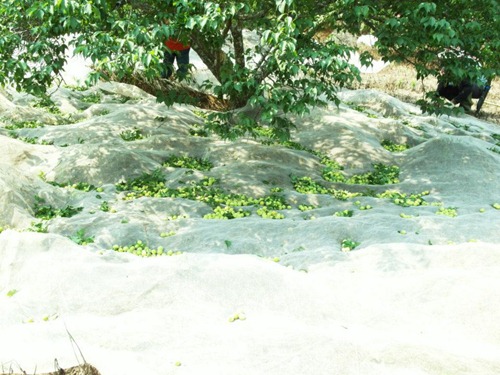 今年族人含淚打梅，如今路不通連通往梅園的路都不好走了(顏美智攝)